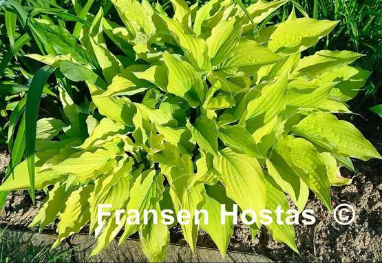 Hosta Fortunei Aurea